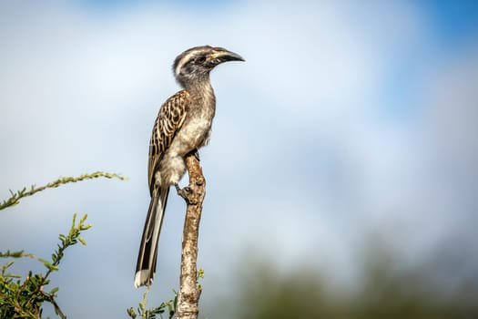 African Grey Hornbill standing on a branch isolated in blue sky  on the ground in Greater Kruger National park, South Africa ; Specie Tockus nasutus family of Bucerotidae 