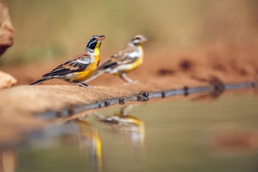 African Golden breasted Bunting couple standing along waterhole with reflection in Greater Kruger National park, South Africa ; Specie Fringillaria flaviventris family of Emberizidae