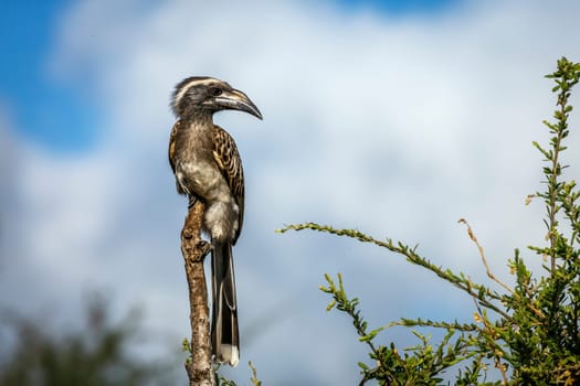African Grey Hornbill standing on a branch isolated in blue sky  on the ground in Greater Kruger National park, South Africa ; Specie Tockus nasutus family of Bucerotidae 