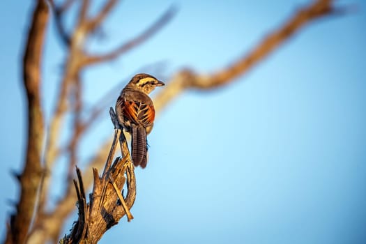 Brown-crowned Tchagra perched on a branch isolated in blue sky in Greater Kruger National park, South Africa ; Specie Tchagra australis family of Malaconotidae