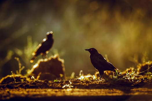 Cape Glossy Starling standing backlit on the ground at dawn in Greater Kruger National park, South Africa ; Specie Lamprotornis nitens family of Sturnidae