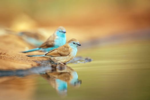 Blue-breasted Cordonbleu couple standing along waterhole in Greater Kruger National park, South Africa ; Specie Uraeginthus angolensis family of Estrildidae
