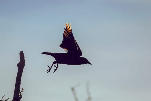 Cape Glossy Starling flying in backlit at dawn in Greater Kruger National park, South Africa ; Specie Lamprotornis nitens family of Sturnidae