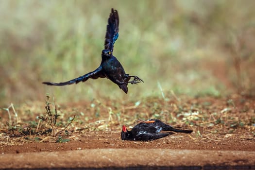 Cape Glossy Starling fighting with Red billed Buffalo Weaver in Greater Kruger National park, South Africa ; Specie Lamprotornis nitens family of Sturnidae