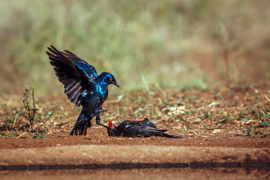 Cape Glossy Starling fighting with Red billed Buffalo Weaver in Greater Kruger National park, South Africa ; Specie Lamprotornis nitens family of Sturnidae