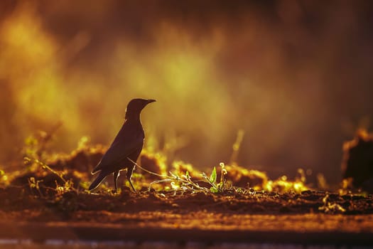 Cape Glossy Starling standing backlit on the ground at dawn in Greater Kruger National park, South Africa ; Specie Lamprotornis nitens family of Sturnidae