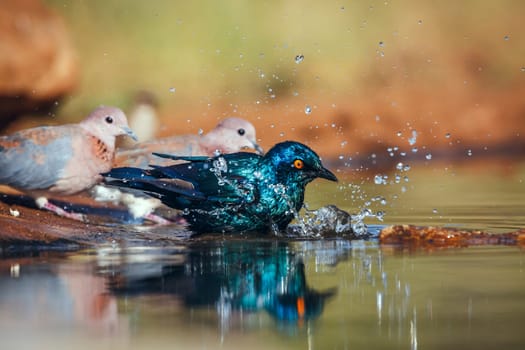 Cape Glossy Starling bathing in waterhole with other birds in Greater Kruger National park, South Africa ; Specie Lamprotornis nitens family of Sturnidae