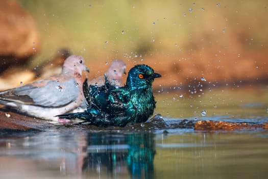 Cape Glossy Starling bathing in waterhole with other birds in Greater Kruger National park, South Africa ; Specie Lamprotornis nitens family of Sturnidae