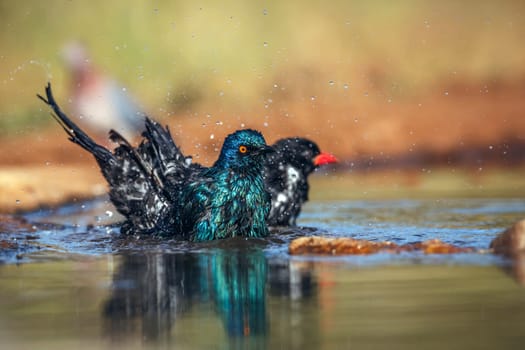 Cape Glossy Starling bathing in waterhole with other birds in Greater Kruger National park, South Africa ; Specie Lamprotornis nitens family of Sturnidae