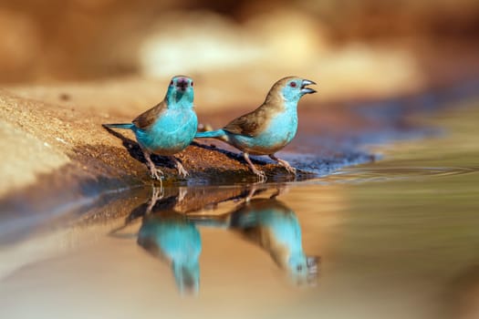Two Blue-breasted Cordonbleu standing along waterhole with reflection in Greater Kruger National park, South Africa ; Specie Uraeginthus angolensis family of Estrildidae