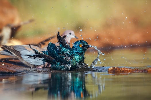 Cape Glossy Starling bathing in waterhole with other birds in Greater Kruger National park, South Africa ; Specie Lamprotornis nitens family of Sturnidae