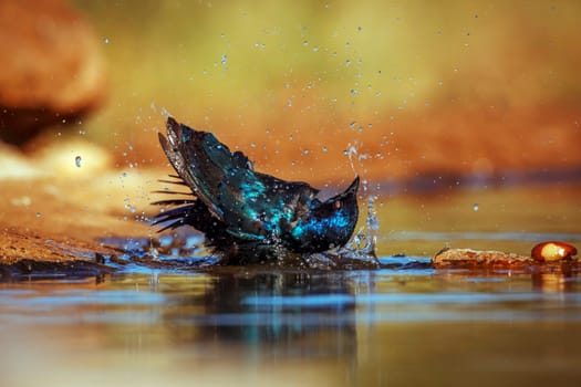 Cape Glossy Starling bathing and grooming in waterhole in Greater Kruger National park, South Africa ; Specie Lamprotornis nitens family of Sturnidae