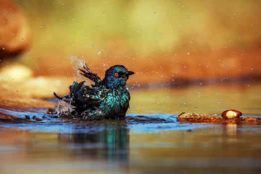 Cape Glossy Starling bathing and grooming in waterhole in Greater Kruger National park, South Africa ; Specie Lamprotornis nitens family of Sturnidae