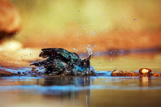 Cape Glossy Starling bathing and grooming in waterhole in Greater Kruger National park, South Africa ; Specie Lamprotornis nitens family of Sturnidae