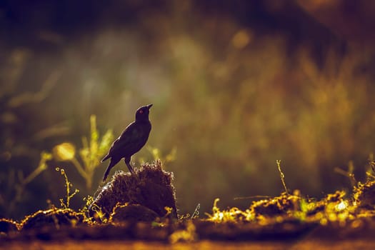 Cape Glossy Starling standing backlit on the ground at dawn in Greater Kruger National park, South Africa ; Specie Lamprotornis nitens family of Sturnidae