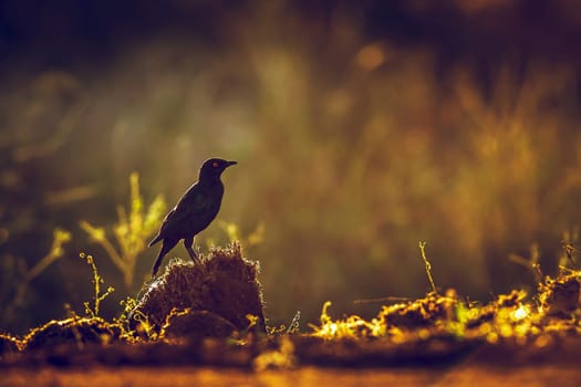 Cape Glossy Starling standing backlit on the ground at dawn in Greater Kruger National park, South Africa ; Specie Lamprotornis nitens family of Sturnidae