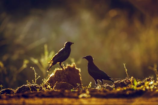 Cape Glossy Starling standing backlit on the ground at dawn in Greater Kruger National park, South Africa ; Specie Lamprotornis nitens family of Sturnidae