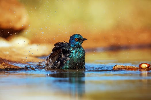 Cape Glossy Starling bathing and grooming in waterhole in Greater Kruger National park, South Africa ; Specie Lamprotornis nitens family of Sturnidae