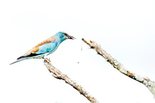 European Roller eating a bug isolated in white background in Greater Kruger National park, South Africa ; Specie Coracias garrulus family of Coraciidae
