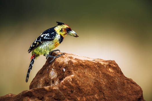 Crested Barbet eating a wasp in Greater Kruger National park, South Africa ; Specie Trachyphonus vaillantii family of Ramphastidae