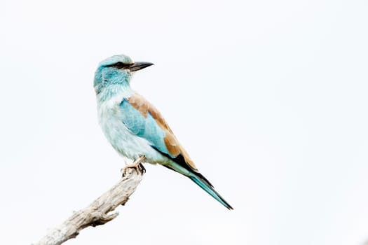 European Roller standing on a branch isolated in white background in Greater Kruger National park, South Africa ; Specie Coracias garrulus family of Coraciidae