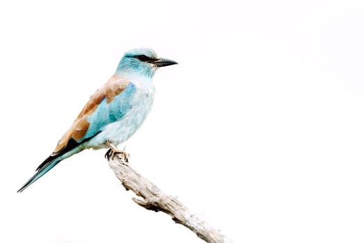 European Roller standing on a branch isolated in white background in Greater Kruger National park, South Africa ; Specie Coracias garrulus family of Coraciidae