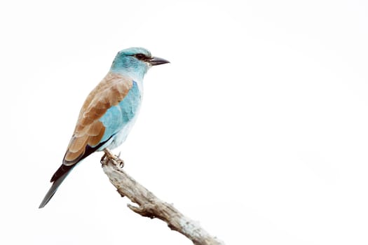 European Roller standing on a branch isolated in white background in Greater Kruger National park, South Africa ; Specie Coracias garrulus family of Coraciidae