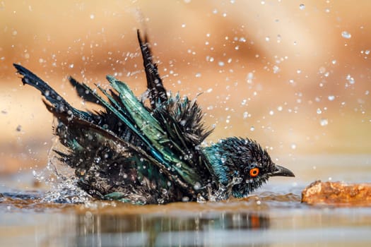 Cape Glossy Starling bathing and shaking in waterhole in Greater Kruger National park, South Africa ; Specie Lamprotornis nitens family of Sturnidae