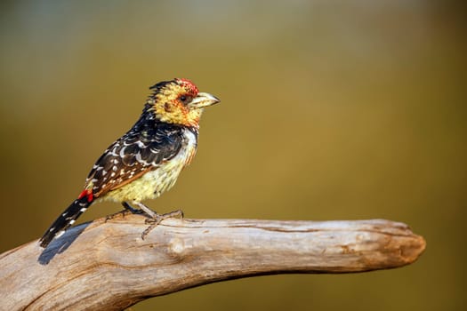 Crested Barbet standing on a log isolated in natural background in Greater Kruger National park, South Africa ; Specie Trachyphonus vaillantii family of Ramphastidae