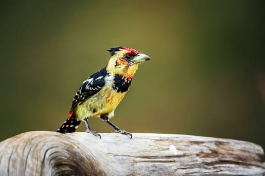 Crested Barbet standing on a log isolated in natural background in Greater Kruger National park, South Africa ; Specie Trachyphonus vaillantii family of Ramphastidae