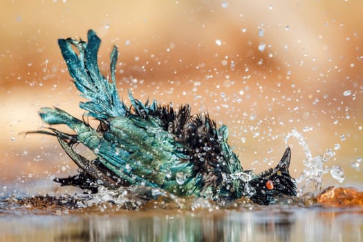 Cape Glossy Starling bathing and shaking in waterhole in Greater Kruger National park, South Africa ; Specie Lamprotornis nitens family of Sturnidae