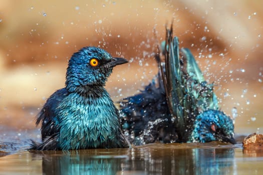 Two Cape Glossy Starling bathing and shaking in waterhole in Greater Kruger National park, South Africa ; Specie Lamprotornis nitens family of Sturnidae