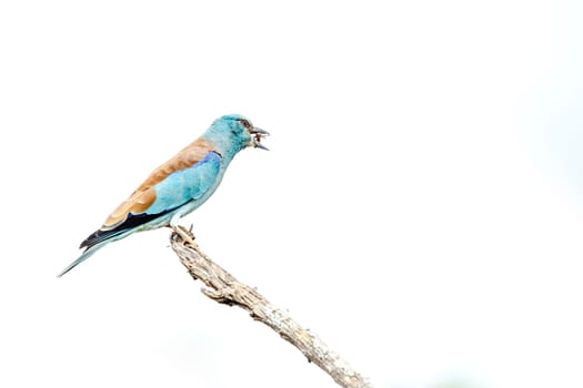 European Roller eating a bug isolated in white background in Greater Kruger National park, South Africa ; Specie Coracias garrulus family of Coraciidae