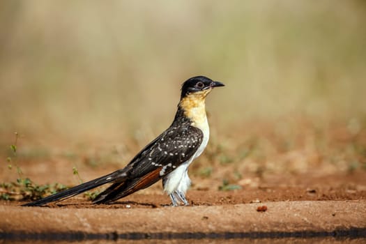 Great Spotted Cuckoo standing side view ground level in Greater Kruger National park, South Africa ; Specie Clamator glandarius family of Cuculidae 