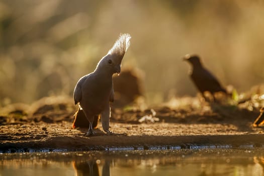 Grey go away bird standing backlit front view along waterhole in Kruger National park, South Africa ; Specie Corythaixoides concolor family of Musophagidae 