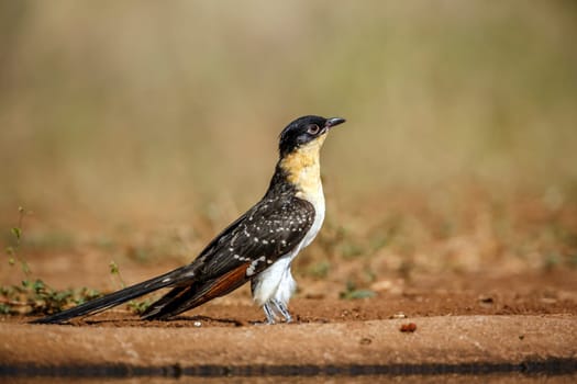 Great Spotted Cuckoo standing side view ground level in Greater Kruger National park, South Africa ; Specie Clamator glandarius family of Cuculidae 