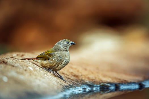 Green winged Pytilia juvenile standing along waterhole  in Greater Kruger National park, South Africa ; Specie Pytilia melba family of Estrildidae