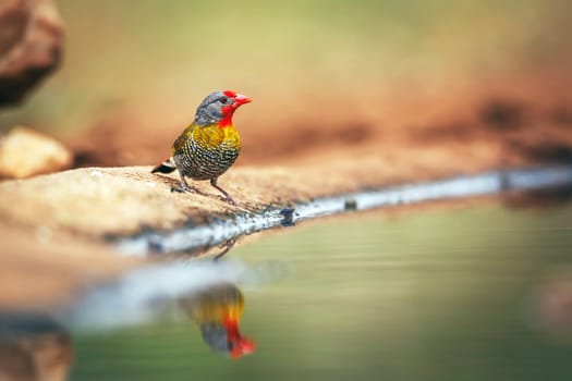 Green winged Pytilia male standing along waterhole  in Greater Kruger National park, South Africa ; Specie Pytilia melba family of Estrildidae