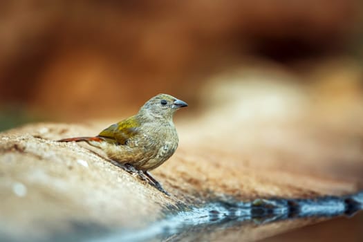 Green winged Pytilia juvenile standing along waterhole  in Greater Kruger National park, South Africa ; Specie Pytilia melba family of Estrildidae