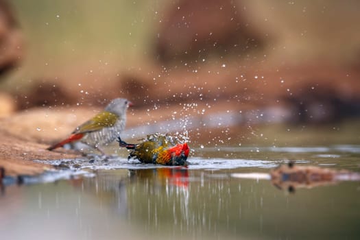 Green winged Pytilla couple bathing in waterhole in Greater Kruger National park, South Africa ; Specie Pytilia melba family of Estrildidae