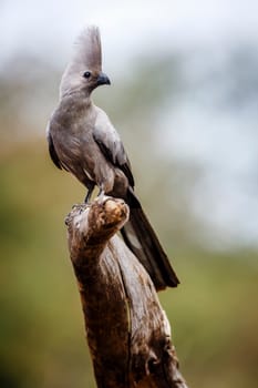 Grey go away bird standing on a log isolated in natural background in Kruger National park, South Africa ; Specie Corythaixoides concolor family of Musophagidae 