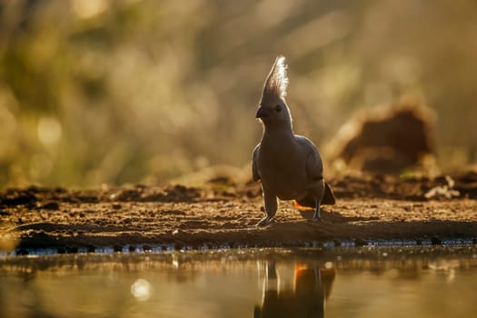 Grey go away bird standing backlit front view along waterhole in Kruger National park, South Africa ; Specie Corythaixoides concolor family of Musophagidae 