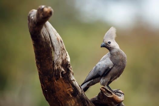Grey go away bird standing on a log isolated in natural background in Kruger National park, South Africa ; Specie Corythaixoides concolor family of Musophagidae 