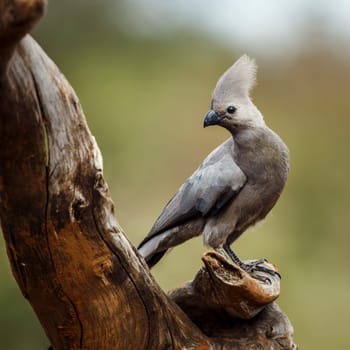 Grey go away bird standing on a log isolated in natural background in Kruger National park, South Africa ; Specie Corythaixoides concolor family of Musophagidae 