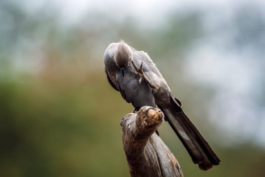 Grey go away bird standing on a log scratching his head in Kruger National park, South Africa ; Specie Corythaixoides concolor family of Musophagidae 