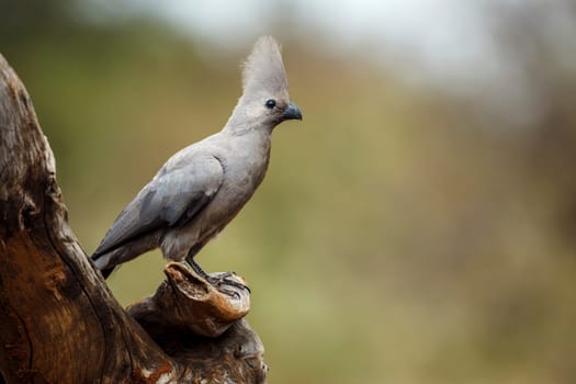 Grey go away bird standing on a log isolated in natural background in Kruger National park, South Africa ; Specie Corythaixoides concolor family of Musophagidae 