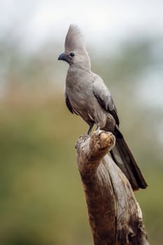 Grey go away bird standing on a log isolated in natural background in Kruger National park, South Africa ; Specie Corythaixoides concolor family of Musophagidae 