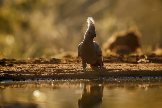 Grey go away bird standing backlit front view along waterhole in Kruger National park, South Africa ; Specie Corythaixoides concolor family of Musophagidae 