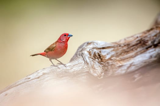 Jameson Firefinch male standing on a log in Greater Kruger National park, South Africa ; Specie Lagonosticta rhodopareia family of Estrildidae