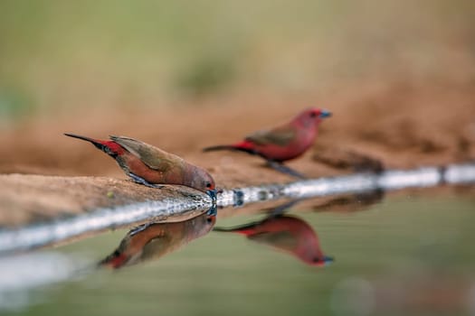 Jameson Firefinch couple standing along waterhole with reflection in Greater Kruger National park, South Africa ; Specie Lagonosticta rhodopareia family of Estrildidae